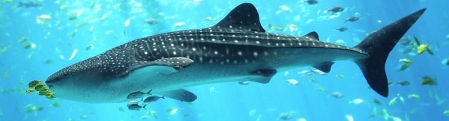 Whale Sharks are Filter Feeders