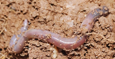 Worm Eating Bacteria, Fungi and Algae found in soil.