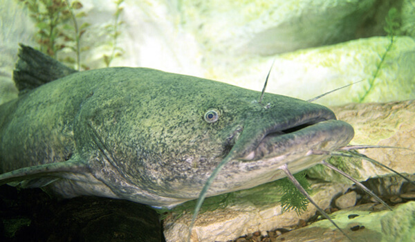 Photo: Large catfish