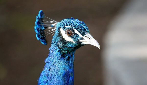 Photo: Peacock bird