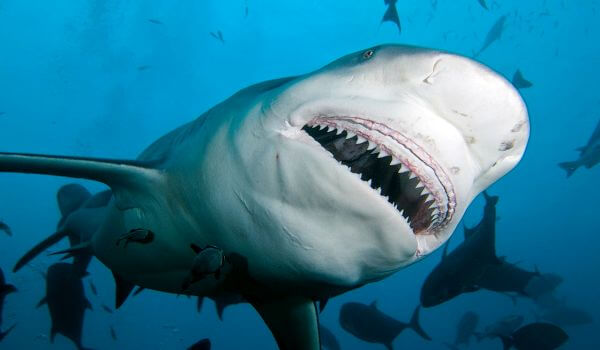 Foto: tubarão-touro