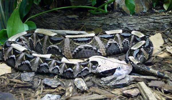 Photo: Gaboon viper in Africa