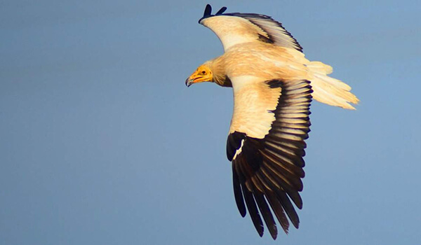 Photo: Vulture in flight