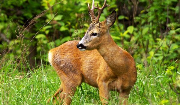 Photo: Animal European roe deer
