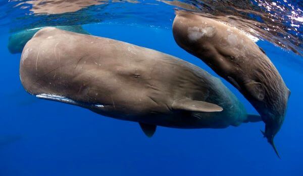 Photo: Sperm whale in the sea
