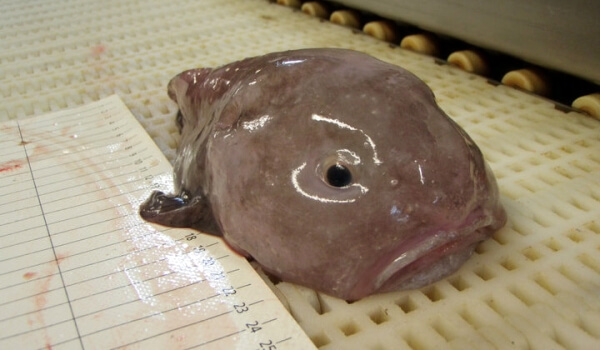 Photo: Deep Sea Blobfish