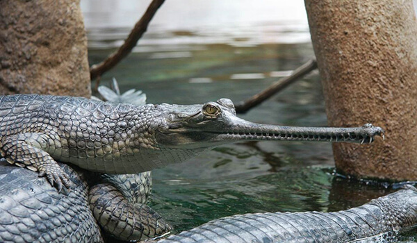 Photo : animal gavial