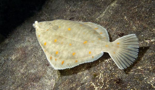 Photo: Sea flounder