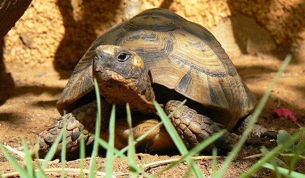 Photo: Land turtle