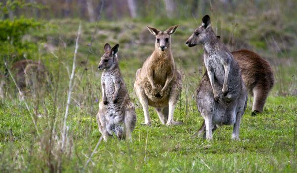 Foto: Grå kängurur från Australien
