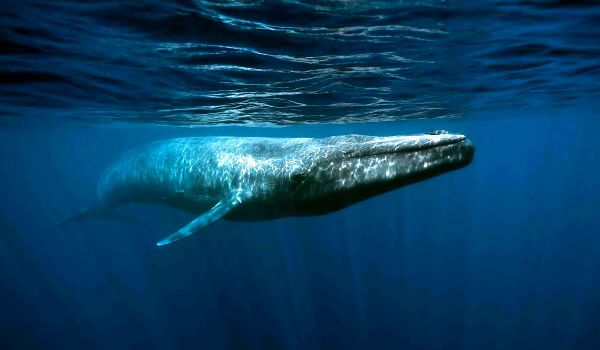 Foto: Baleia Azul