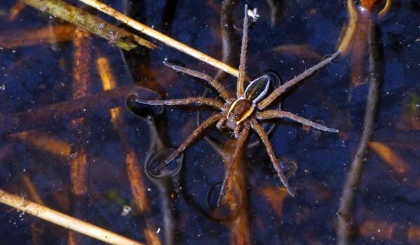 Photo: Water spider in Russia