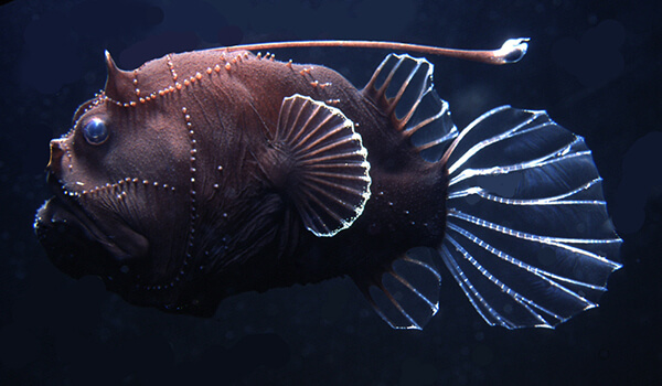 Photo: Monkfish