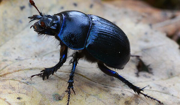 Photo: What a dung beetle looks like