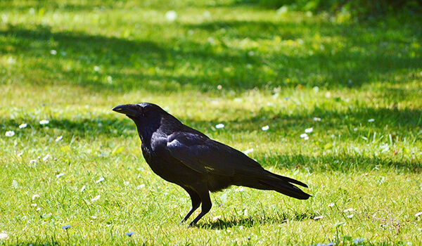 Photo: Black Crow in Russia