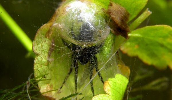 Photo: Funnel Water Spider