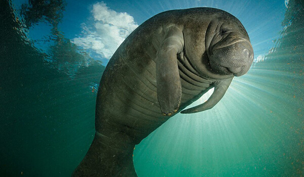 Photo: Sea cow in water