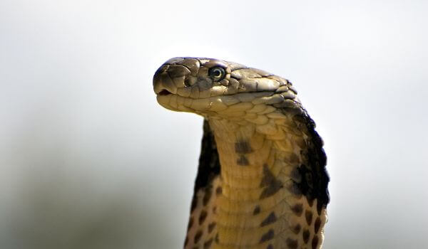 Photo: King Cobra Snake