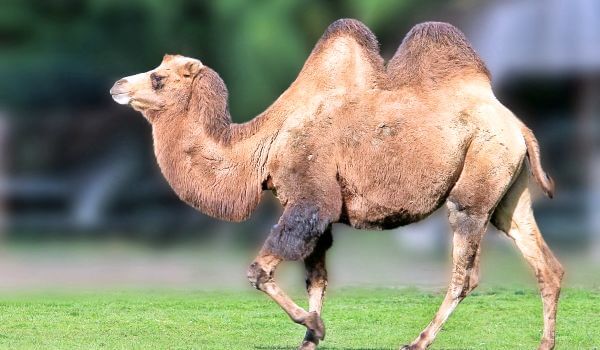 Foto: camelo bactriano ou bactriano