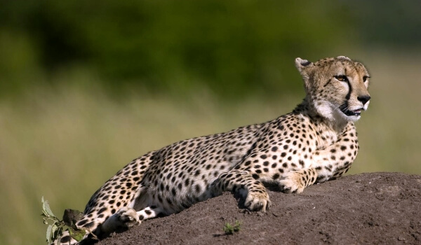 Photo: Cheetah