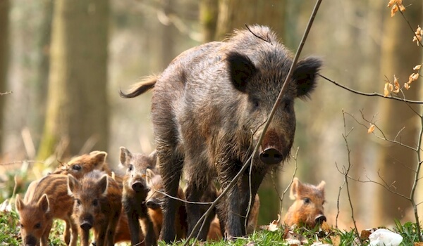 Photo: Baby Boar