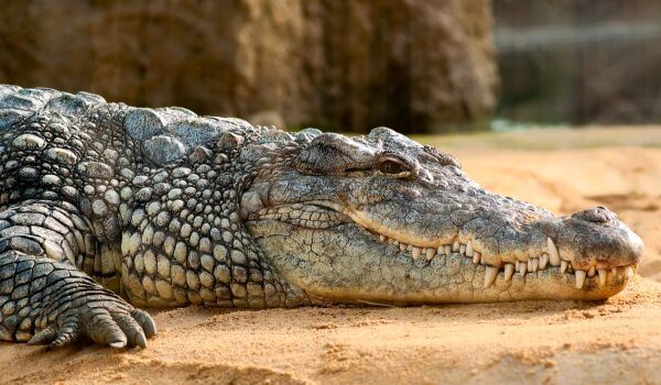 Photo: Nile crocodile reptiles