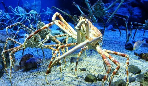 Photo: Giant Japanese Spider Crab