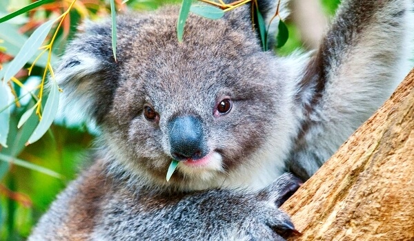 Foto: Koala