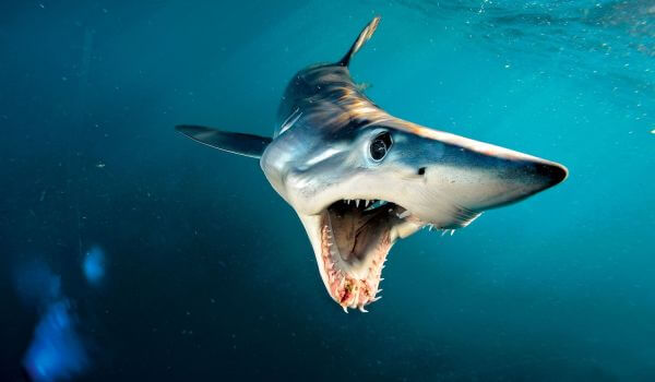 Foto: Dangerous Mako Shark