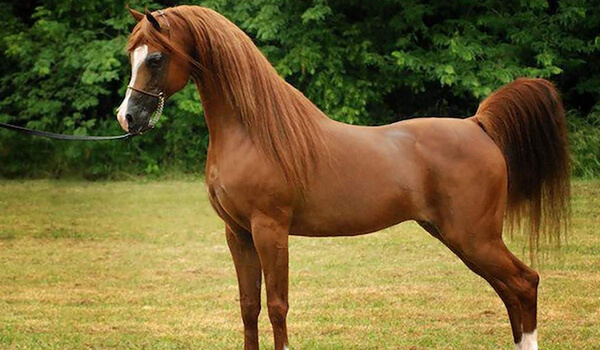 Foto: cavalo árabe 
