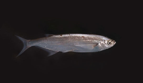 Photo: sabrefish