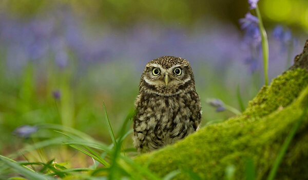 Foto: Little Owl