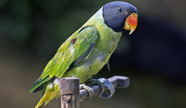 Photo : Chinese ringed parrot