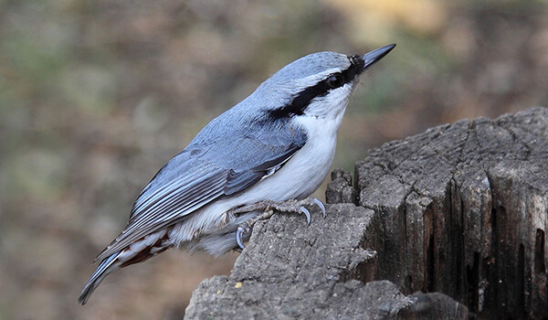 Photo: Common Nuthatch in Russia