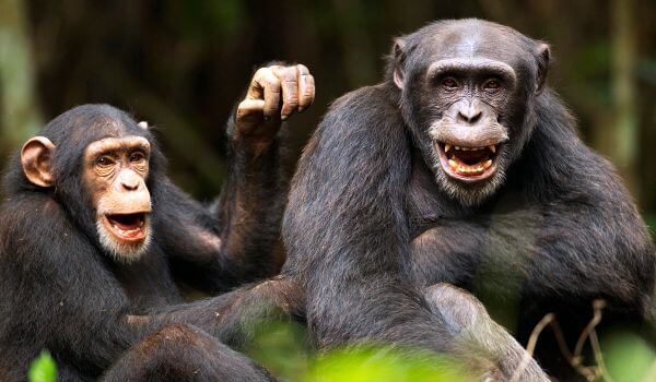 Foto: Chimpanzé Comum