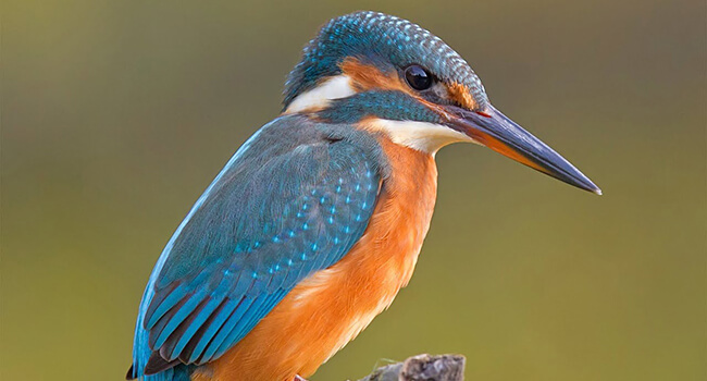 Photo: Kingfisher bird
