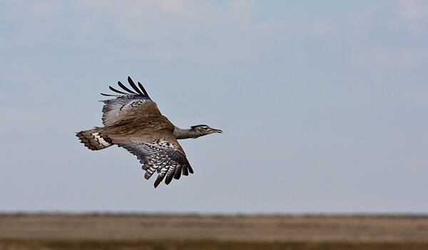 Photo: Bustard from the Red Book