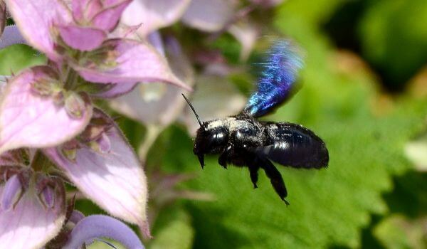 Photo: Carpenter Bee Insect
