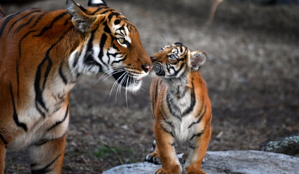 Photo: Bengal Tiger