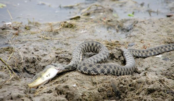 Photo: Water snake from the Red Book