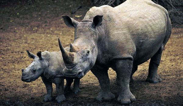 Photo: White Rhino Cub