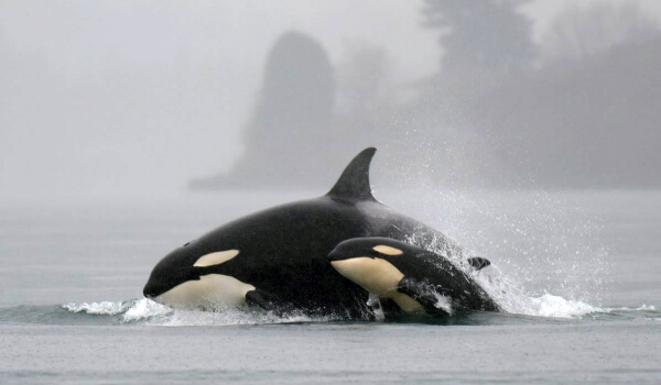 Foto: Orca y cría