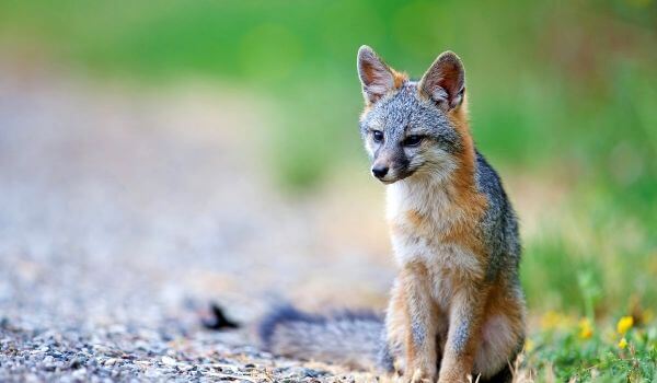 Photo: Gray Fox 