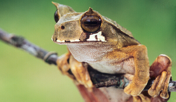 Photo: Common tree frog