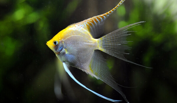 Foto: Common Angelfish
