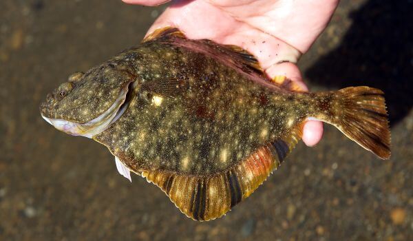 Photo: Black Sea flounder