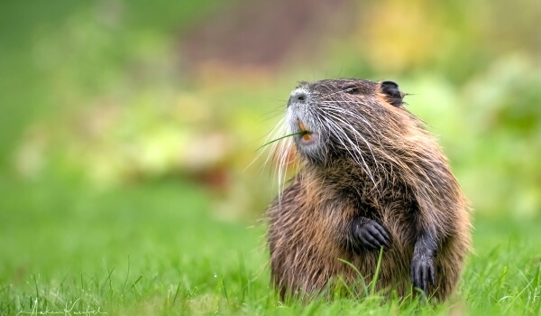 Photo: Common River Beaver