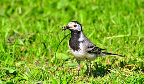 Photo: Wagtail in Russia