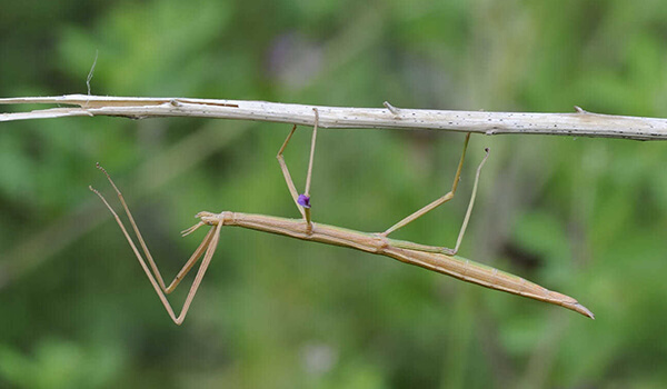 Photo: Stick insect in nature
