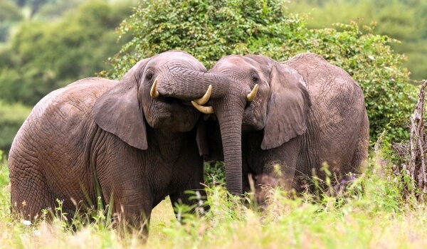 Foto: Animal elefante africano